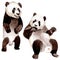 Exotic panda wild animal isolated. Watercolor background illustration set. Isolated animal illustration element.