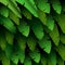 Exotic pattern with tropical leaves banana on a black background