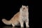 Exotic Persian cat on black background domestic animal