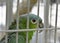 Exotic pet parrot is locked behind gate