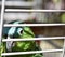 Exotic pet parrot is locked behind gate