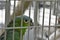 Exotic pet parrot is locked behind gate