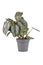 Exotic \\\'Philodendron Brandtianum\\\' houseplant