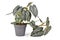 Exotic \\\'Philodendron Brandtianum\\\' houseplant with silver pattern on leaves