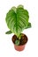 Exotic \\\'Philodendron Mamei\\\' houseplant with with silver pattern on leaves