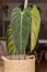 Exotic \\\'Philodendron Melanochrysum\\\' houseplant with long velvet leaves