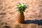 Exotic Pineapple fruit symbol of summer standing in beach sand