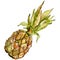 Exotic pineapple wild fruit in a watercolor style isolated.
