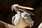 Exotic pink-beaked pelican sitting on a log