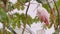 Exotic pink bird. Roseate Spoonbill