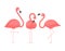 Exotic pink flamingos birds. Flamingo with pink rose feathers stand on one leg in wild african fauna. Zoo feather rosy