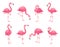 Exotic pink flamingos birds. Flamingo with rose feathers stand on one leg. Rosy plumage flam bird cartoon vector