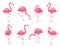 Exotic pink flamingos birds. Flamingo with rose feathers stand on one leg. Rosy plumage flam bird cartoon vector illustration