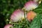 Exotic pink flowers of acacia Albizzia julibrissin also known as pink silk