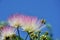 Exotic pink flowers of acacia Albizzia julibrissin also known as pink silk