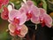 Exotic pink fresh Orchids