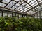 Exotic plant in hothouse conditions. The old glass greenhouse passes a daylight