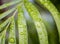 Exotic plant leaf macro photo with rain water drops