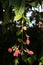 Exotic plant with red and green petals hanging vertically