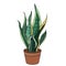 Exotic plant sansevieria isolated on white background. Tipical room plant grown indoors for home decoration