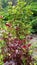 Exotic Plant wallpaper. Red and green leaf iresine diffusa, bloodleaf, herbstii plants or Formosa blood leaves, Iresine herbstii