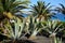 Exotic plants in botanical garden in Fuerteventura island