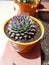 Exotic plants cactus agave garden