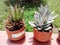 Exotic plants cactus agave garden