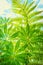 Exotic plants, fern leaves, artistic background