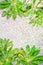 Exotic plants, green fern leaves background