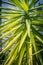 Exotic plants,green yucca leaves