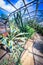 Exotic plants in the greenhouse in the sunshine