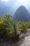 Exotic plants beside a trail in the Andes Peru