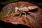 exotic praying mantis camouflaged among leaves