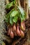 Exotic predatory plants Nepenthes in Botanical Garden of Moscow University `Pharmacy Garden` or `Aptekarskyi ogorod`