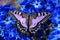 Exotic purple butterfly gathering pollen from the vivid blue flowers in tropics