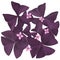 Exotic purple plants with pink bloom for design and decoration.