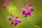 Exotic purple wildflower bloom, background blurred