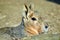 Exotic Rabbit Dolichotis Patagonum Portrait Resting Head Closeup Colorful