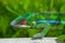 Exotic rare animal in Africa, chameleon on a green background. Very vivid color  reptile with red eyes
