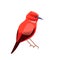 Exotic red bird Apapane Hawaiian Honeycreeper. Rare bird of the critically endangered Apapane Endemic Bird of the