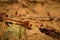 Exotic red dragonfly resting on ground