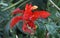 Exotic red flower on garden, Pachystachys coccinea