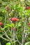 Exotic red flowers in the city garden of Trivandrum  Thiruvananthapuram, India, Kerala