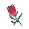 Exotic red protea flower with stem and leaves. Botanical floral element with bright lush petals. Flat vector