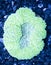 Exotic reef matellic-green color Symphyllia Brain Coral