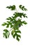 Exotic `Rhaphidophora Tetrasperma`, a trendy tropical house plant with small leaves with windows, also called `Monstera Minima`