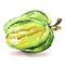 Exotic ripe starfruit, whole fresh tropical fruit, averrhoa carambola, star apple, isolated, healthy organic vegetarian