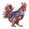 Exotic rooster farm animal in a watercolor style isolated. Aquarelle wild animal for background.