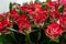 Exotic roses from scarlet red elite modern varieties in the bouquet as a gift. Background. Selective focus